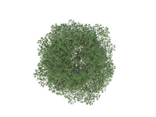 Lebanon Cedar top view png alpha channel