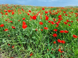 beautiful red poppies in the field
