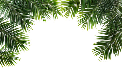 Green palm leaves isolated on transparent background.