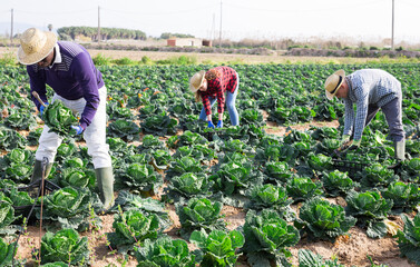 Farm workers men and woman during harvesting of green cabbage in the field on plantation