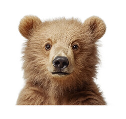 Obraz premium Bear for Wildlife and Forest Animal Display - Isolated on White Background