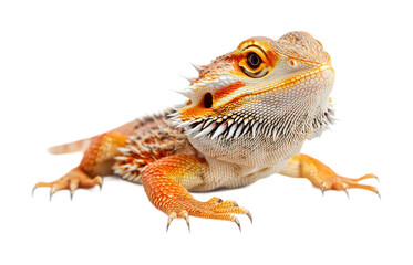 Fototapeta premium Bearded Dragon for Exotic Reptile Decor - Isolated on White Background
