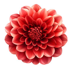 Red Dahlia Flower Closeup Black Background