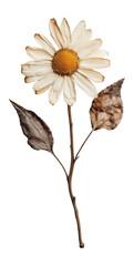 Obraz premium PNG Daisy flower leaves leaf.