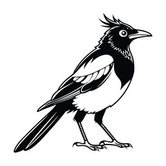 Cedar waxwing bird silhouette on a white background, Modern vector art and illustration. 