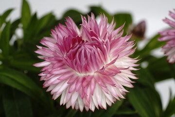 Fototapeta premium ヘリクリサムの花