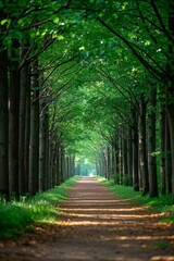 a view of a path lined with trees leading into the distance