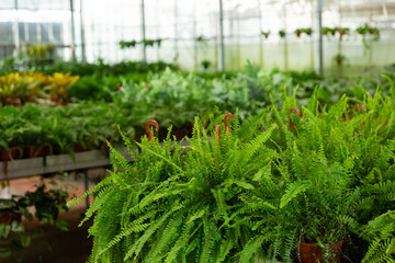 Green nefrolepis plants growing in flowerpots at glasshouse farm