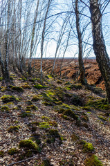 Early spring light filters through birch trees on mossy forest floor. Low angle shot of birch grove near peatland, peaceful spring mood and textured forest floor in golden sunlight, forest edges.