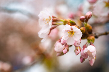 Sakura Blossom in Spring Japanese Cherry Tree Blooming Season. Hanami, Sakura Matsuri, Golden Week