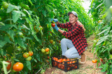 Fototapeta premium Smiling young adult woman farmer harvesting ripe tomatoes in greenhouse