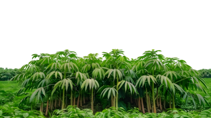 Cassava Trees in Agriculture Farm for Flour Industry Usage