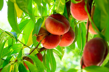 Harvesting. Closeup of ripe doughnut peaches hanging in green leaves on tree branches © JackF
