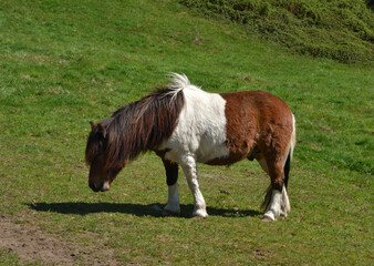 Poney tricolore broutant