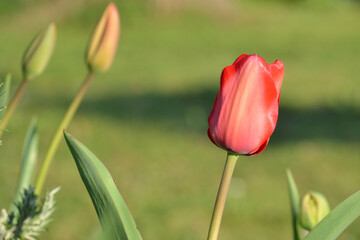 Tulipe