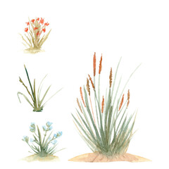 Wild grass, flower plants watercolor set isolated on white. Hand painted red and blue flowers, eco design. Clipart perfect for cards, banners, posters, book design, stationary decor. Sea side nature