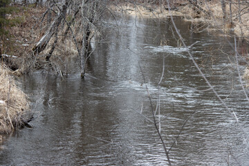 A creek in the forest is swollen with spring runoff.