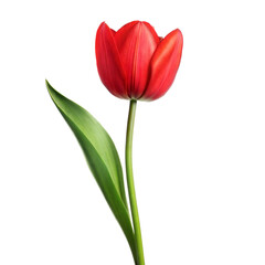 Obraz premium Tulips with Green Stems and Leaves