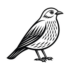 Chipping sparrow silhouette on a white background, Bird vector art and illustration