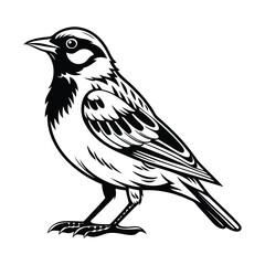 Chipping sparrow silhouette on a white background, Bird vector art and illustration