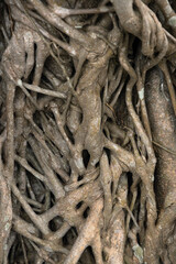 Intricately interwoven pattern of tropical Banyan tree