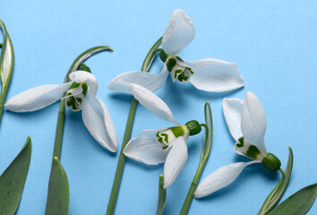 blooming snowdrop flowers on a blue color backdrop, top view, studio photo, abstract floral...