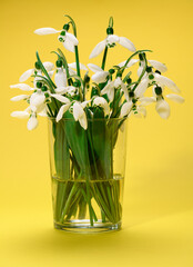 bouquet of blooming snowdrop flowers in a glass vase on a yellow color background