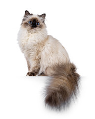 Pretty seal tortie Sacred Birman cat, sitting up side ways on edge with fluffy tail hanging down....