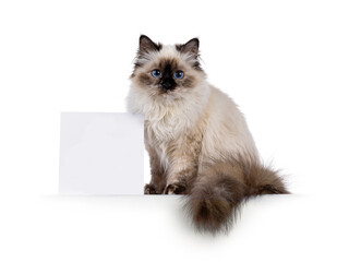 Obraz premium Pretty seal tortie Sacred Birman cat, sitting up side ways beside white square block for copy space. Looking towards camera with breed specific blue eyes. Isolated on a white background.