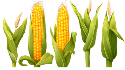 Colorful Hand Drawn Corn Plant Collection for Professional Use
