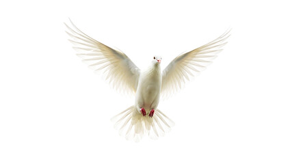 Obraz premium A white dove with wings spread wide against a black background in a frontal view of the bird