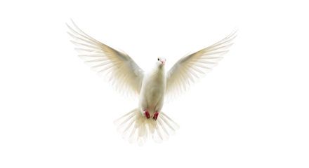 A white dove with wings spread wide against a black background in a frontal view of the bird