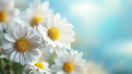 Fototapeta premium Close-up of delicate daisies with a blurred summer sky in the background, soft-focus effect
