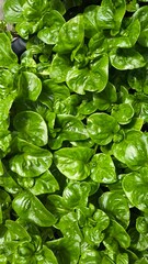 Green leaves for background