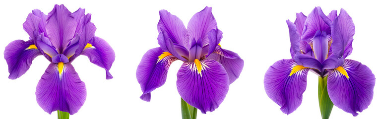 Set of purple bud iris flower, blooming bud, isolated on transparent background, cutout png.