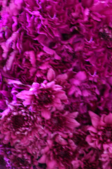 Purple flowers for the background