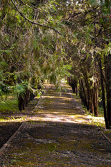 Fototapeta premium Old asphalt path in park with thujas planted on sides. Path surface is worn out, unkempt, and overgrown with green moss in places. Copy space for text.