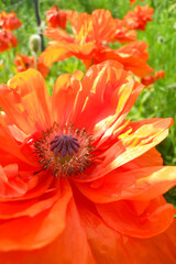 beautiful blooming orange poppies on green grass background in summer in garden. beauty in nature