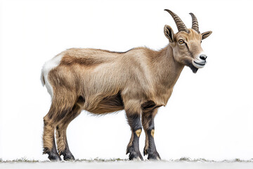 Obraz premium majestic mountain goat,