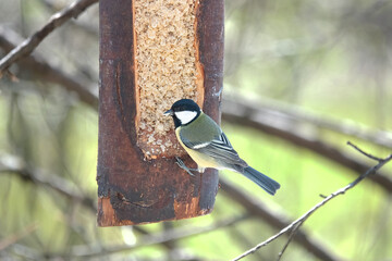 Great tit at self-made feeding station