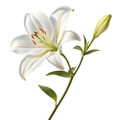 Obraz premium White Lily Flower: Stock Photo & Image on transparent background