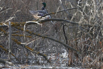 A duck takes off vertically from the water among tree branches