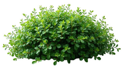 Obraz premium Bushy green foliage isolated over png transparent background