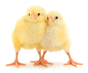 Two yellow chickens.