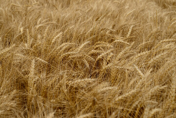 Ears of wheat.