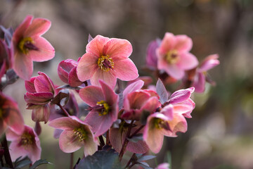 Helleborus, pink hellebore	