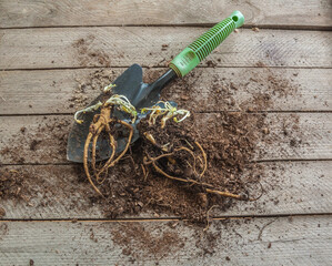 Dormant Perennial Poppy Root Ready for Spring Growth
