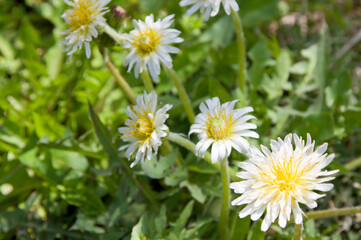 白い日本タンポポ