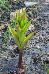 Obraz premium Young Fritillaria Raddeana plants sprouting in spring garden, Fritillaria persica leaves and shoots emerging from soil