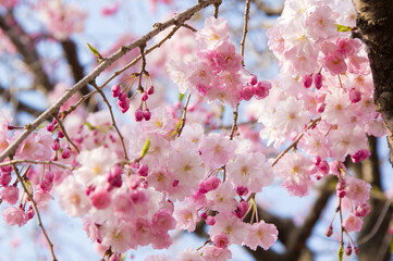 満開の八重の枝垂れ桜